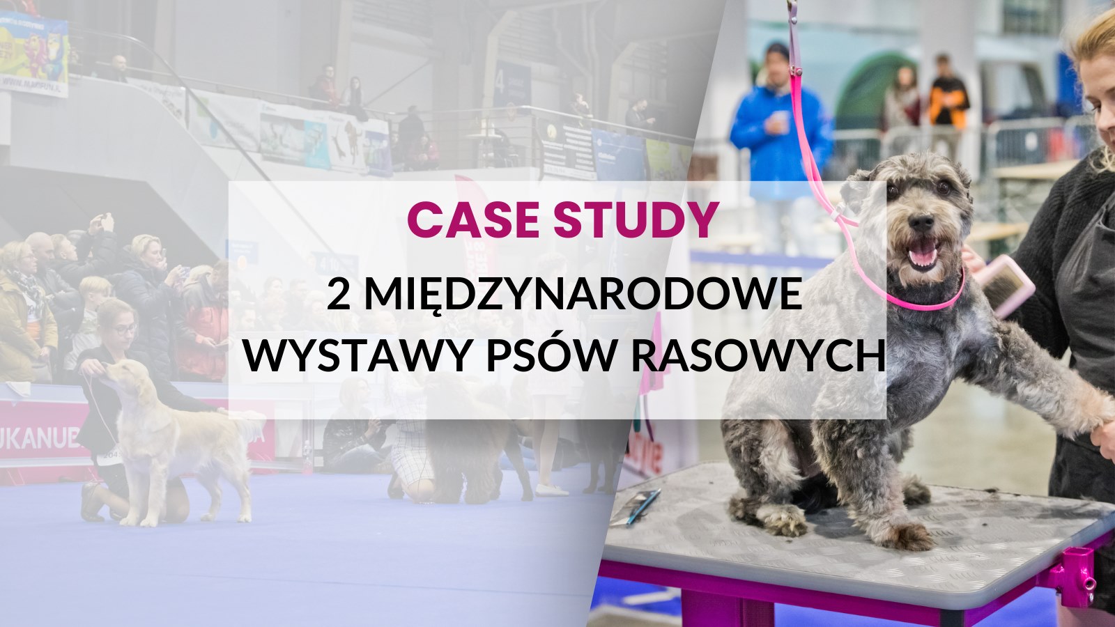 Międzynarodowe Wystawy Psów Rasowych